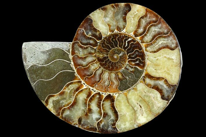 Cut Ammonite Fossil (Half) - Agatized #125569
